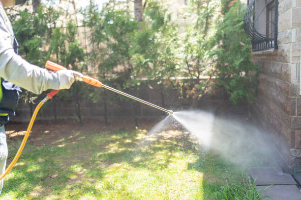 Best Local Pest Control Services  in Murrieta, CA